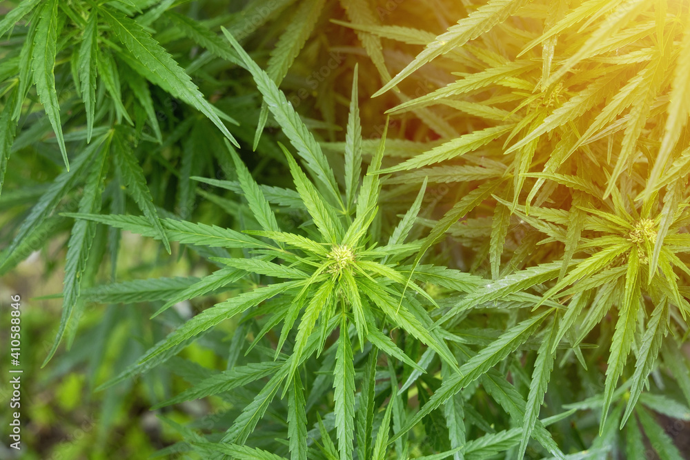 Cannabis plant growing at outdoors. The texture of marijuana leaves. Close-up photo with copy space for text. Concept of cannabis plantation for medical. Cannabis plant growing at outdoors. The texture of marijuana leaves. Close-up photo with copy space for text. Concept of cannabis plantation for medical.