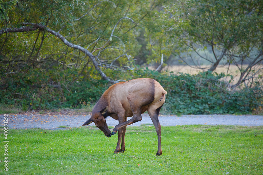 Fototapeta premium Elk