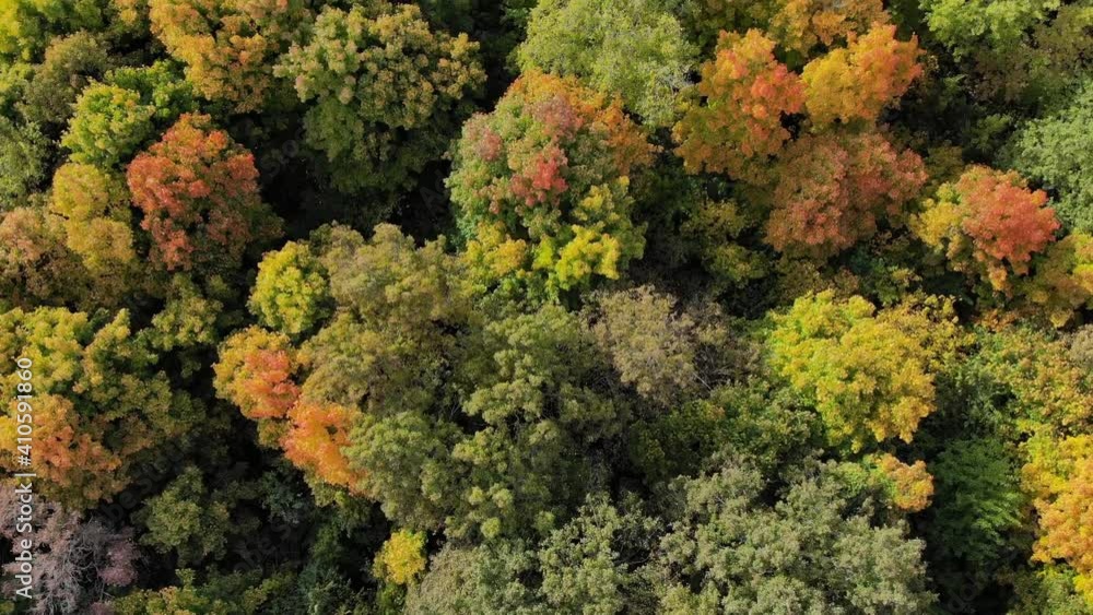 Aerial view of autumn forest. Yellow, green and red trees Aerial view of autumn forest. Yellow, green and red trees