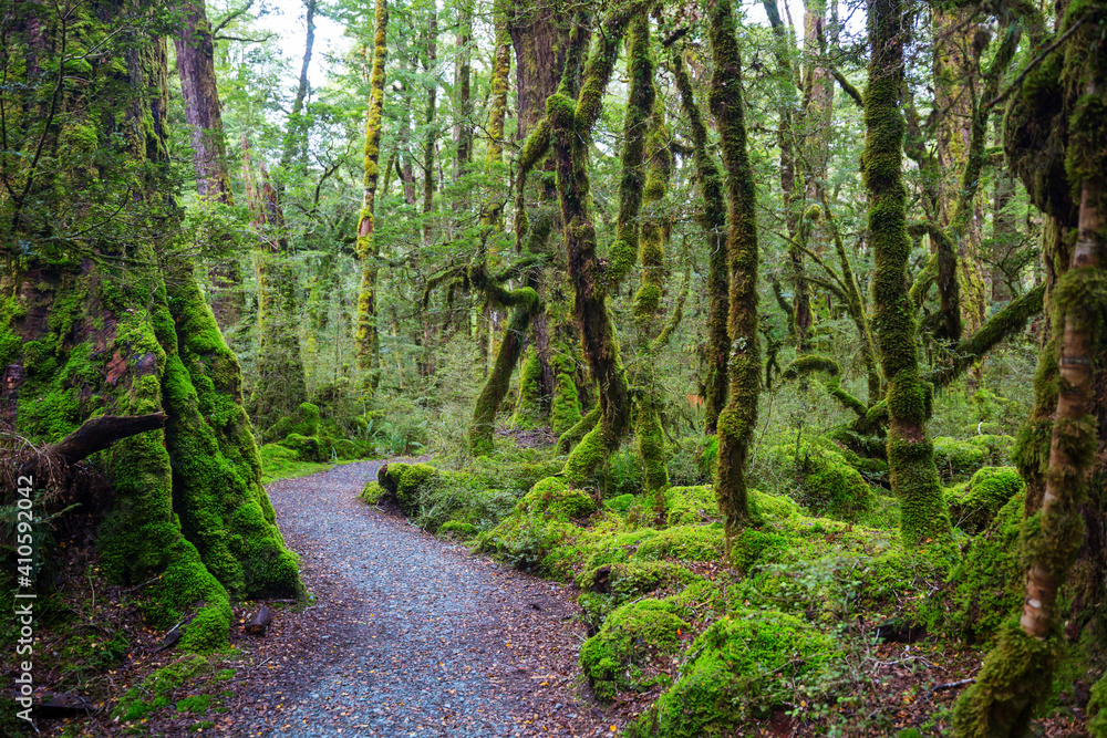 Obraz premium New Zealand forest