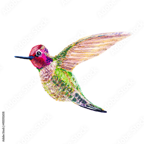 Hummingbird in flight. Bright, colorful tropical bird. Hanging in the air. Hand-drawn. Isolated on a white background. Illustration for design, cards, backgrounds, prints. photo