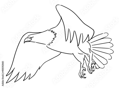 Hand drawn illustration of a Bald Eagle taking off