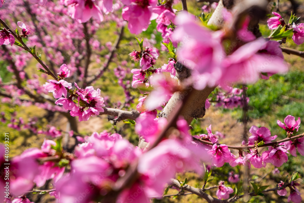 Rows of peach tree blooming in spring day in Lleida (Catalonia, Spain). There are a lot of a blooming fields in Aitona, Alcarras and Torres de Segre. Rows of peach tree blooming in spring day in Lleida (Catalonia, Spain). There are a lot of a blooming fields in Aitona, Alcarras and Torres de Segre.