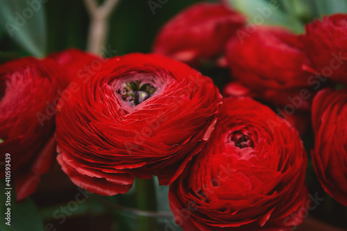 Red ranunculus flowers in a bouquet, close up