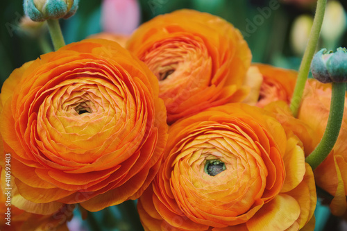 Orange ranunculus flowers in a bouquet, close up photo