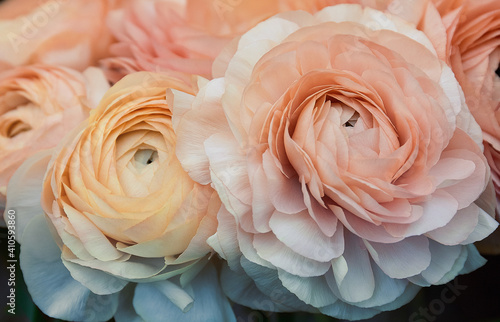 Pale ranunculus flowers in a bouquet  close up