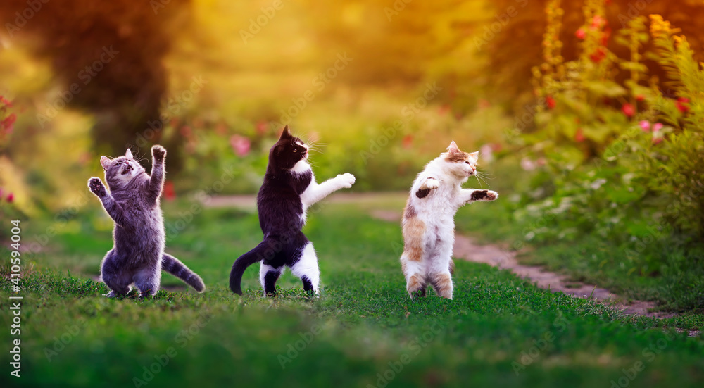three agile cats in the summer in a sunny meadow they play on the green grass and stand funny dancing on their hind legs on the grass three agile cats in the summer in a sunny meadow they play on the green grass and stand funny dancing on their hind legs on the grass