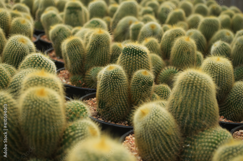 baby cactus in pot with daylight and blur