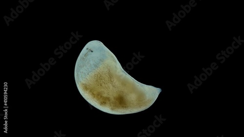 flatworm Plagiostomum lemani under the microscope, class Turbellaria, Platyhelminthes Phylum. Lives in fresh water. Sample found in the Volga River photo