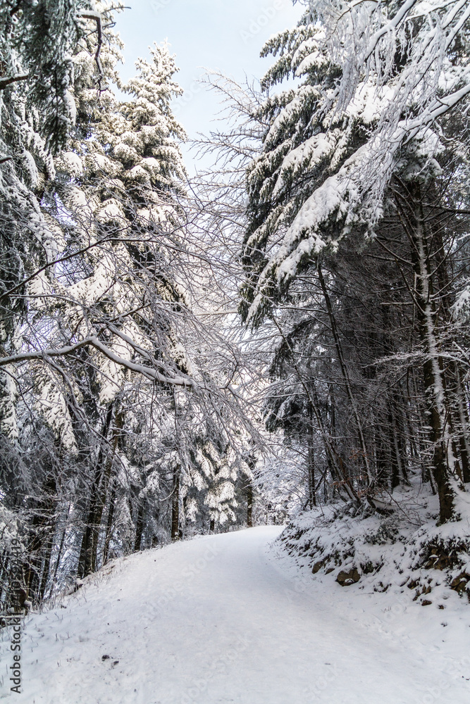custom made wallpaper toronto digitalwinter forest in the snow
