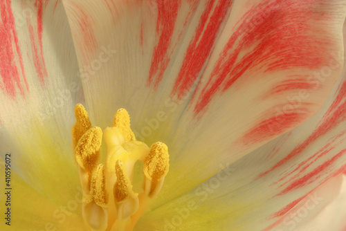 inside flower, beautiful tulip, full frame, macro, extreme close-up