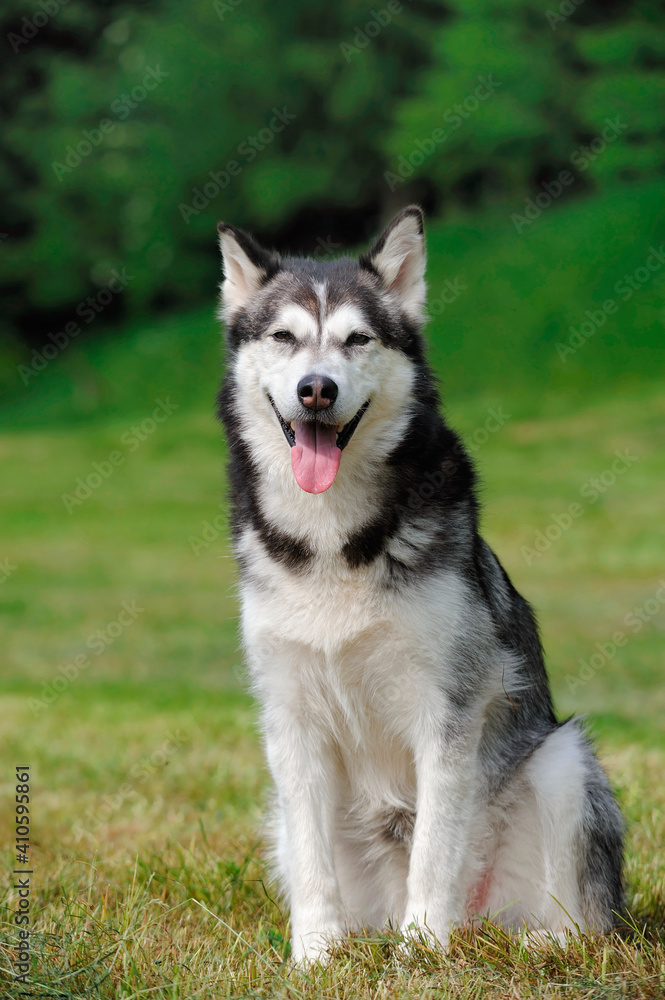 Alaskan Malamute in spring