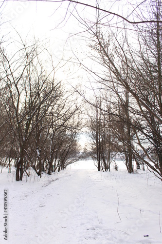  Snow fell in the forest. Branches of trees in ice and snow. The path is trodden deep into the forest. © Yuliya