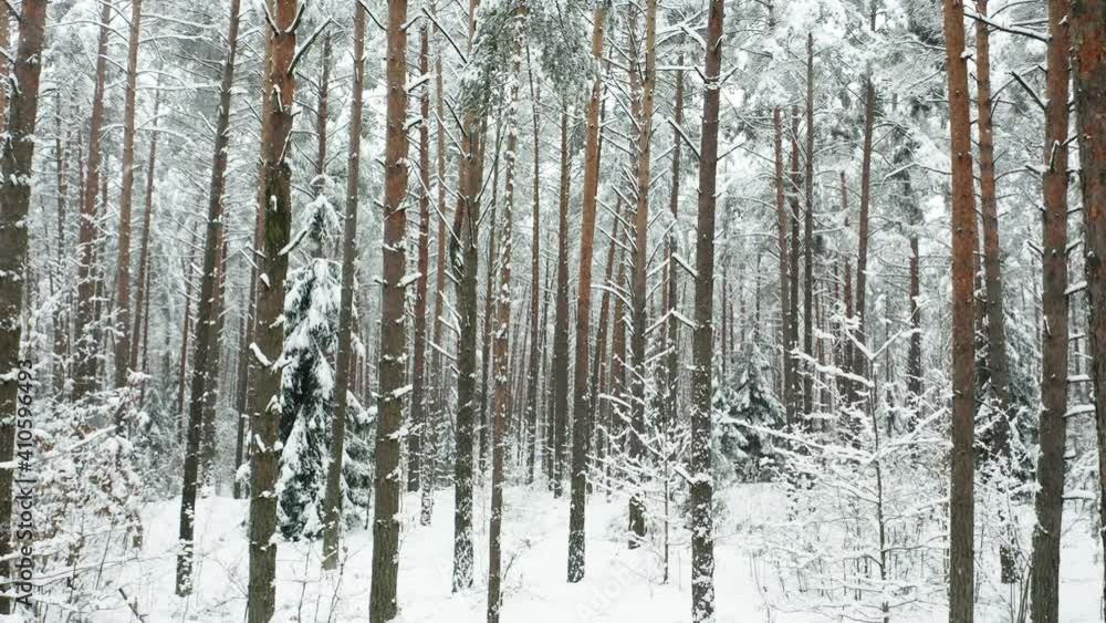 Drone shot flying on winter pine tree forest. Slow flight in forest on winter season. A beautiful winter landscape during a snowfall.
Drone shot flying on winter pine tree forest. Slow flight in forest on winter season. A beautiful winter landscape during a snowfall.