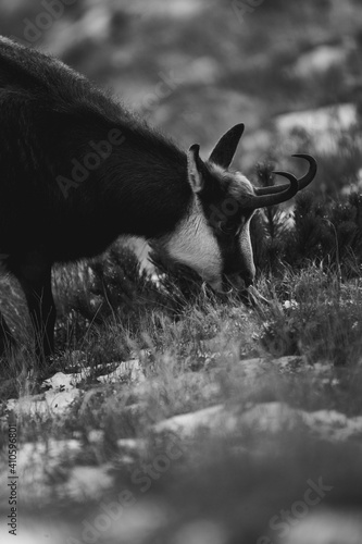 Fototapeta Naklejka Na Ścianę i Meble -  Kozica tatrzańska spotkana w rejonie Hali Gąsienicowej.