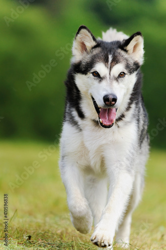 Alaskan Malamute in spring