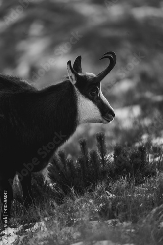 Fototapeta Naklejka Na Ścianę i Meble -  Kozica tatrzańska spotkana w rejonie Hali Gąsienicowej.