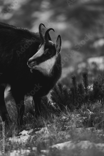 Fototapeta Naklejka Na Ścianę i Meble -  Kozica tatrzańska spotkana w rejonie Hali Gąsienicowej.