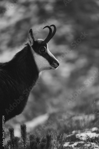 Fototapeta Naklejka Na Ścianę i Meble -  Kozica tatrzańska spotkana w rejonie Hali Gąsienicowej.