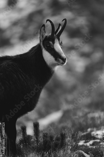 Fototapeta Naklejka Na Ścianę i Meble -  Kozica tatrzańska spotkana w rejonie Hali Gąsienicowej.