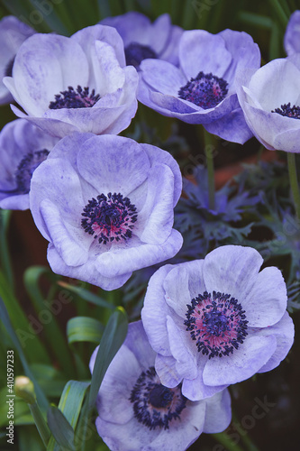Lilac anemone flowers blooming in the garden