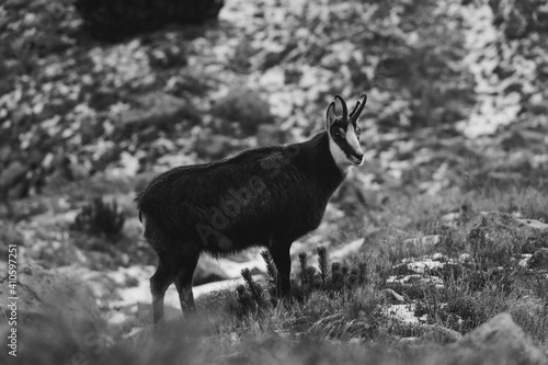 Fototapeta Naklejka Na Ścianę i Meble -  Kozica tatrzańska spotkana w rejonie Hali Gąsienicowej.