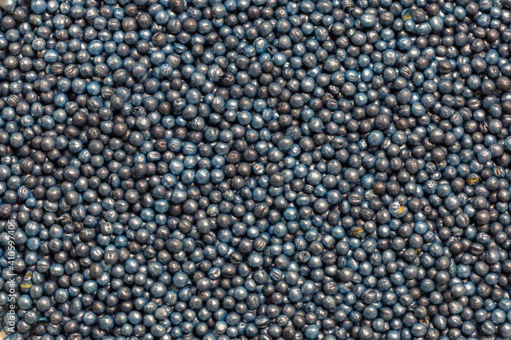 Macro. Processed blue-coated rapeseed seeds in a petri dish in the lab Macro. Processed blue-coated rapeseed seeds in a petri dish in the lab