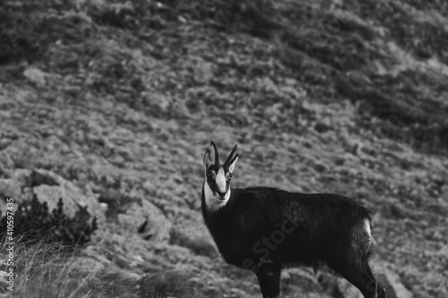 Fototapeta Naklejka Na Ścianę i Meble -  Kozica tatrzańska spotkana w rejonie Hali Gąsienicowej.