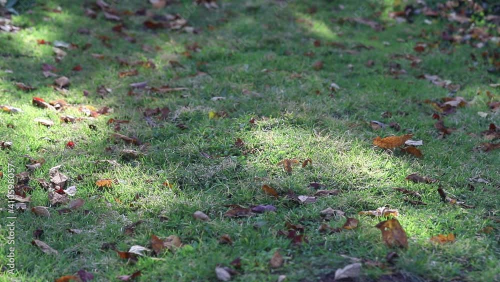 Shadows from tree branches on a grassy surface strewn with autumn leaves. Sunspots on the surface of green grass. Shadows from tree branches on a grassy surface strewn with autumn leaves. Sunspots on the surface of green grass.