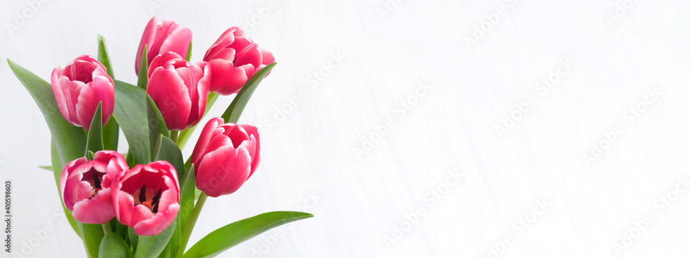 Spring banner Purple pink tulip bouquet on the white background. Easter and spring greeting card Woman day concept Copyspace for text. Spring banner Purple pink tulip bouquet on the white background. Easter and spring greeting card Woman day concept Copyspace for text.