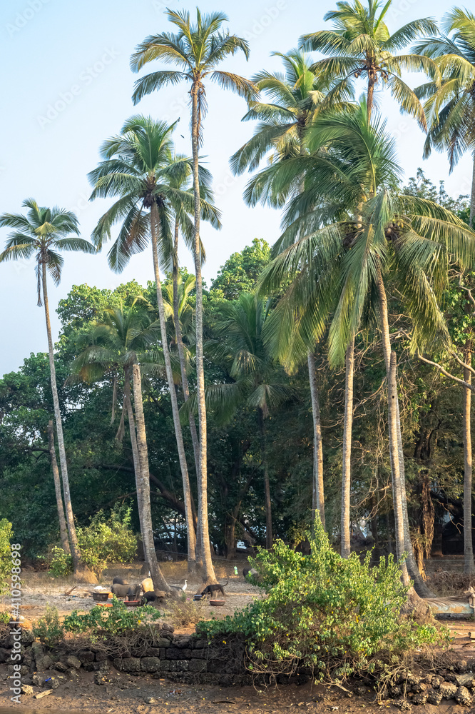 Obraz premium Wild domestic pig boars under the palm trees in the yard are fed from trough feeders. Dogs and pigs, birds, livestock are eaten on the farm in the yard. Asia India the countryside.