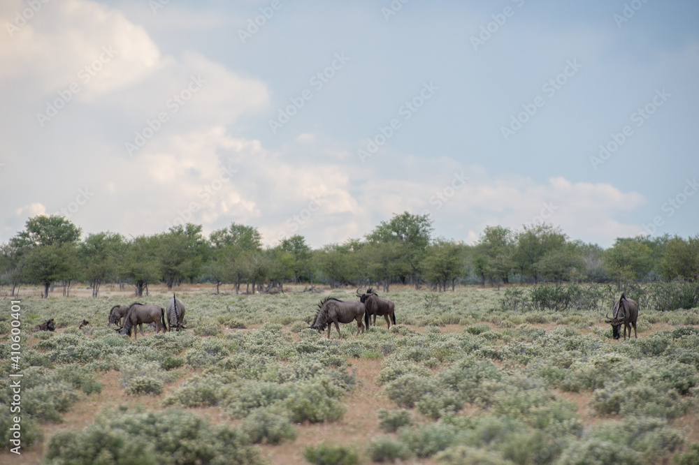 Blue wildebeest