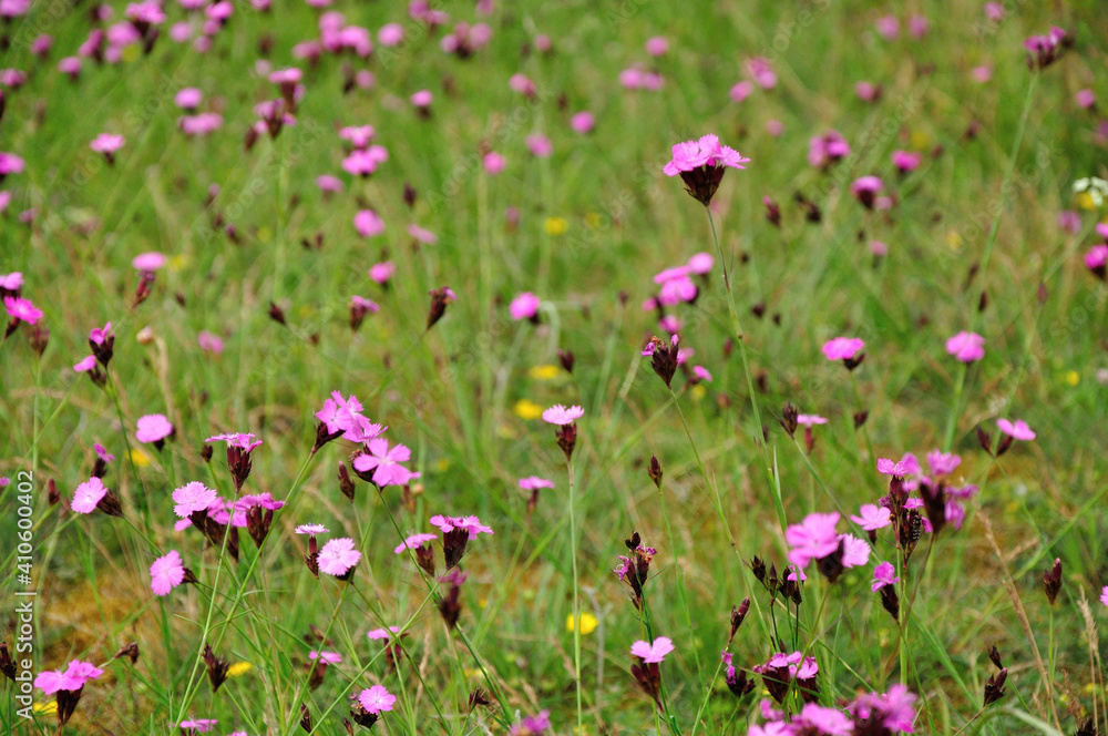 meadow gnitz meadow gnitz