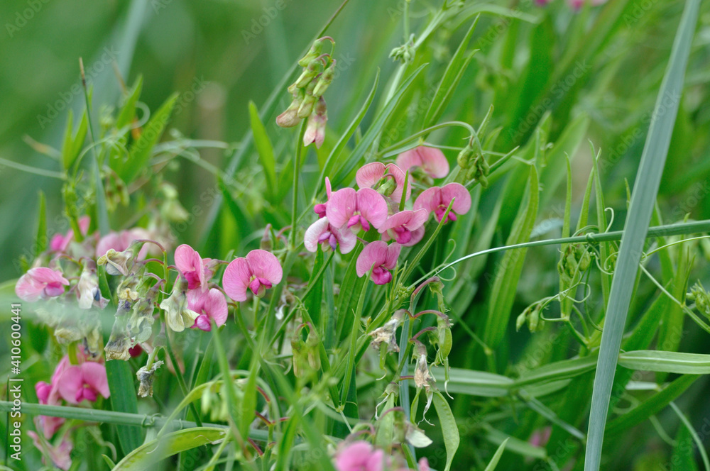 Fototapeta premium meadow gnitz
