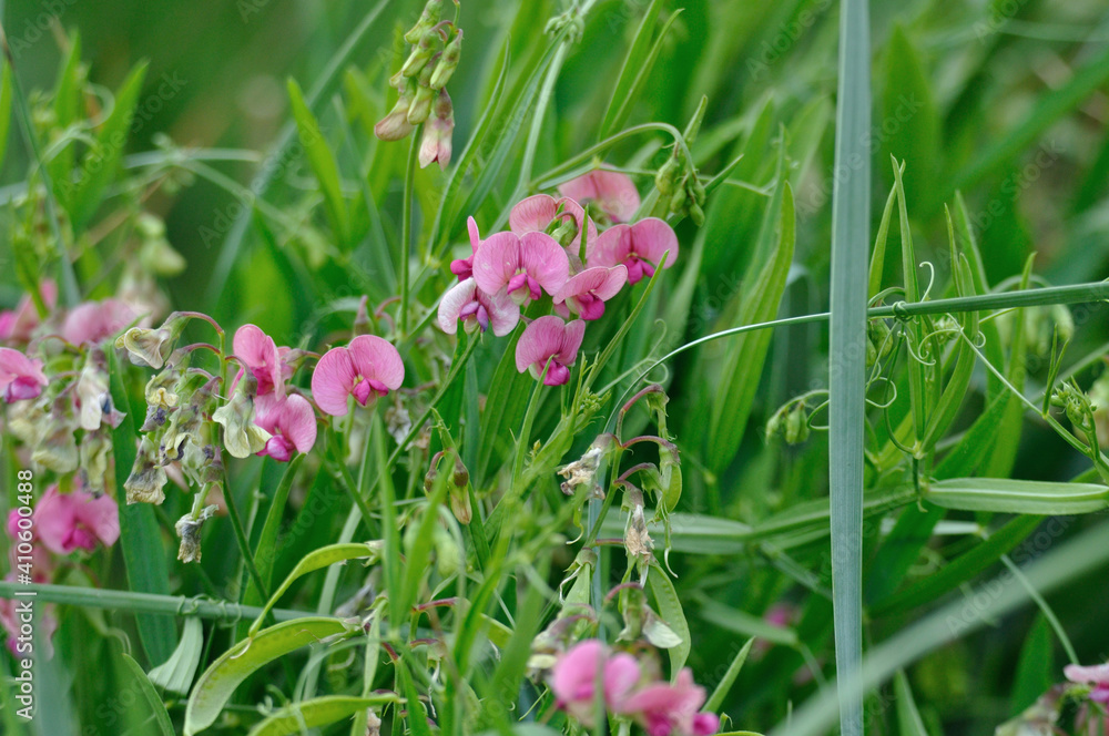 meadow gnitz meadow gnitz