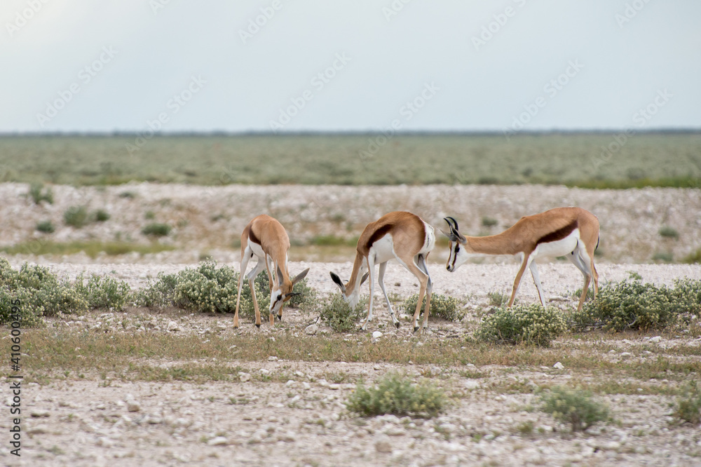 Springboks Springboks