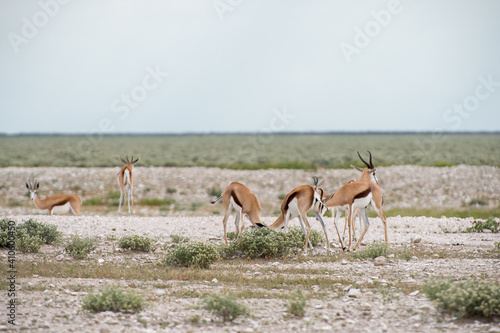 Springboks