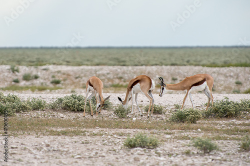 Springboks © Jirawatfoto