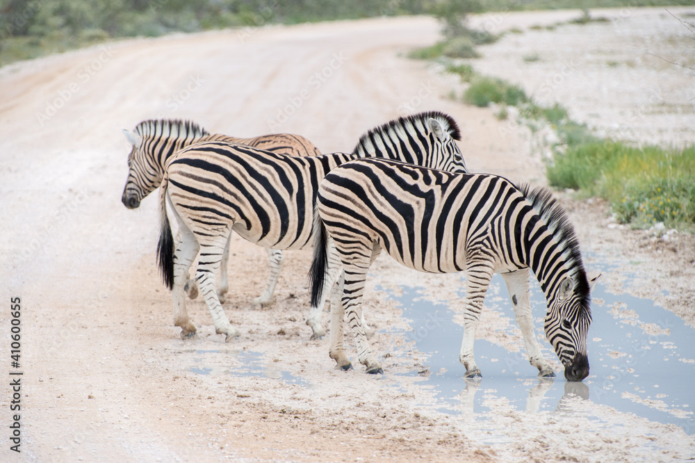 Burchell's (Plain's) zebra Burchell's (Plain's) zebra