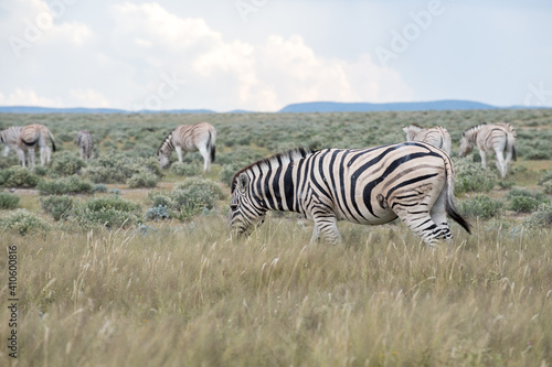 Burchell s  Plain s  zebra