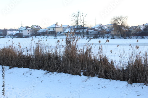 Dry reeds grow on the shore of a frozen lake in winter