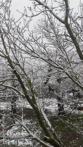 Tree in winter