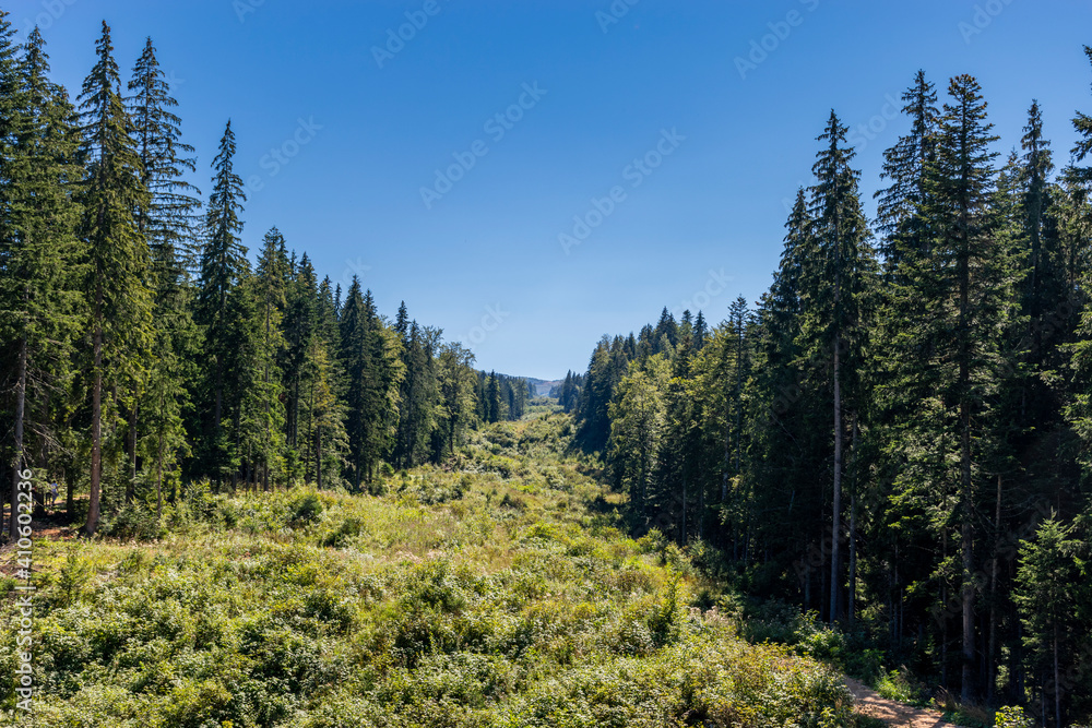 forest in the mountains forest in the mountains