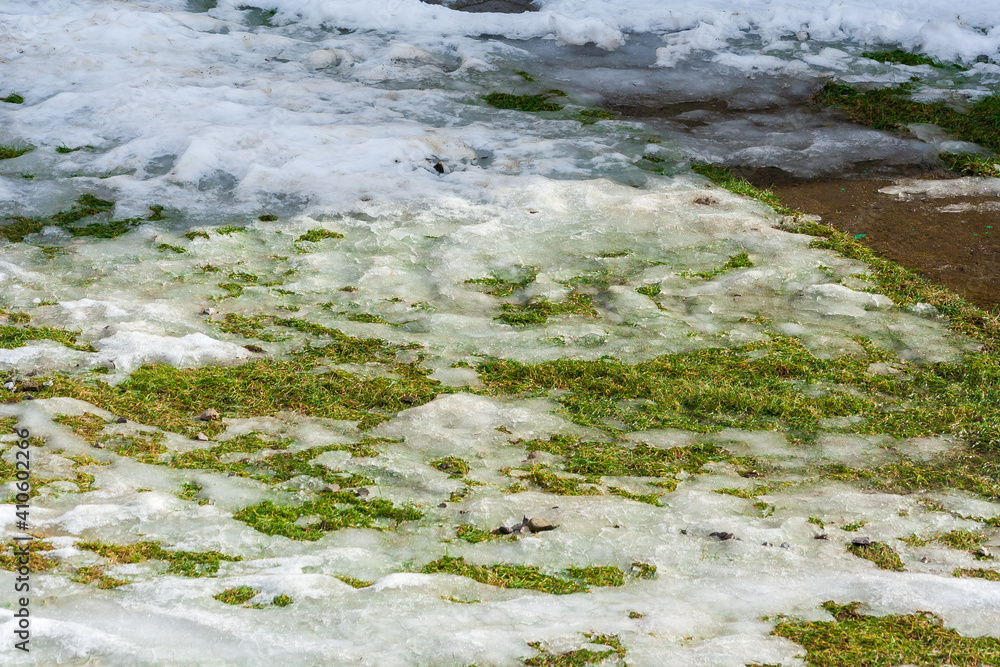 Spring time concept - melting snow and growing green grass. spring background. End of winter. Sunny Spring time concept - melting snow and growing green grass. spring background. End of winter. Sunny