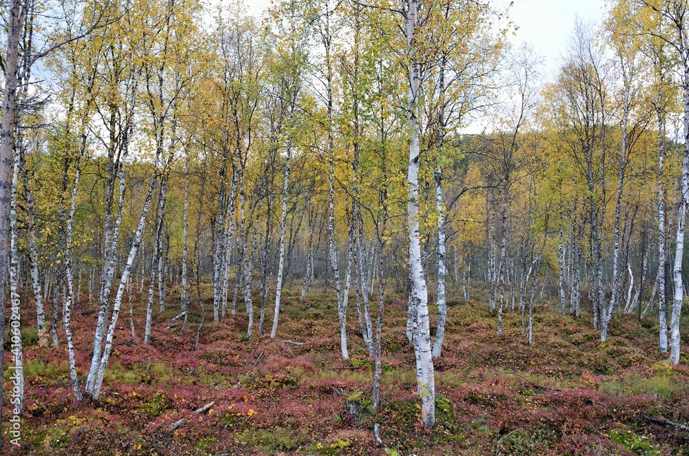 Fototapeta premium colorful autumn forest