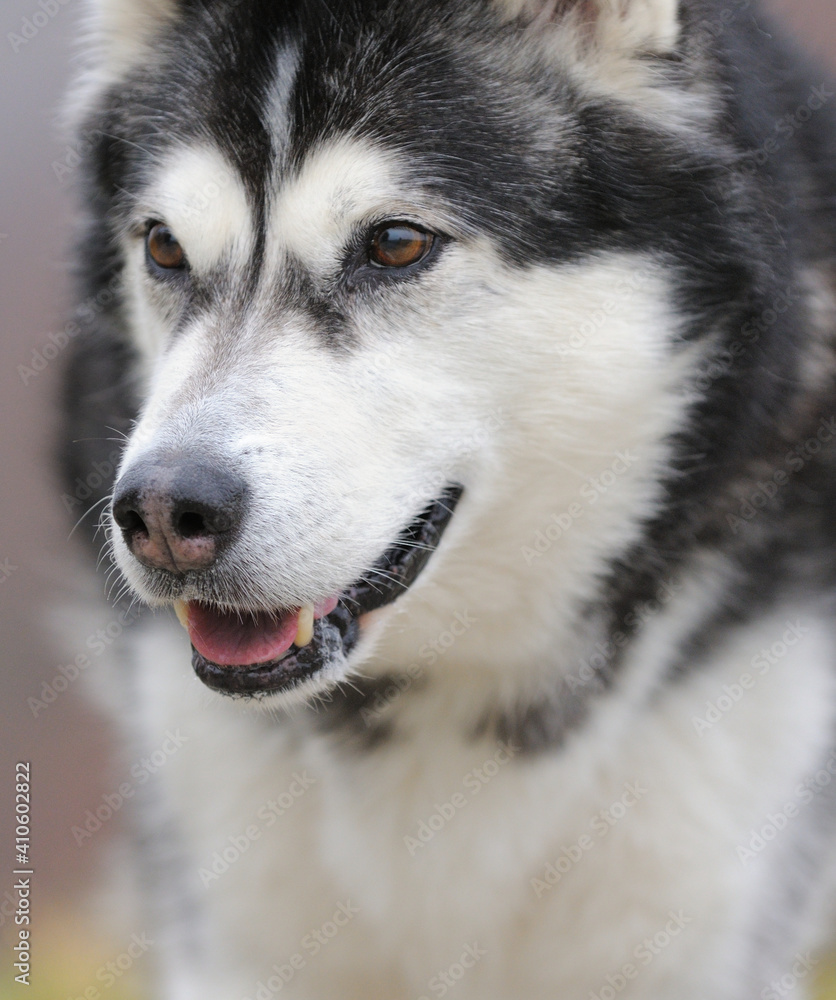 Alaskan Malamute in autumn Alaskan Malamute in autumn