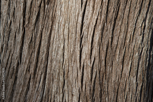 The texture of dark brown old wood. Tree bark, wooden background. Wide board texture close-up