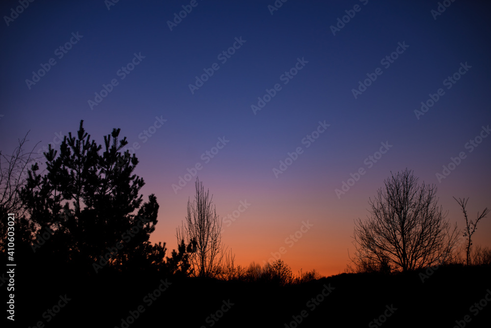 clear sky at the end of the day with beautiful silhouettes of pine trees. soothing colors on the western horizon