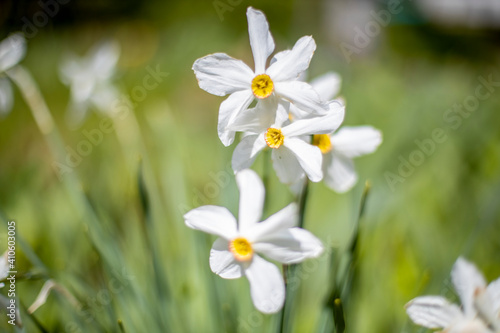 white mini daffodils grow on the grass against the background of a green flower bed © Maria