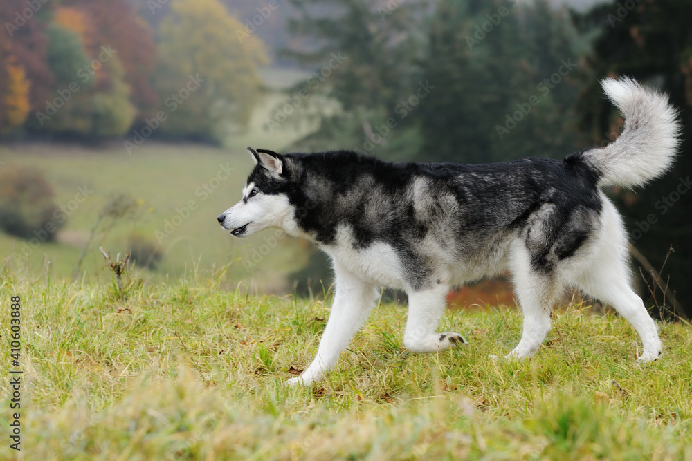 Fototapeta premium Alaskan Malamute in autumn